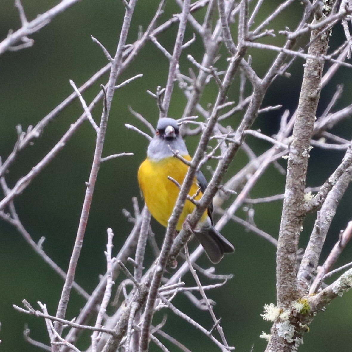 Patagonian Sierra Finch - ML643148509
