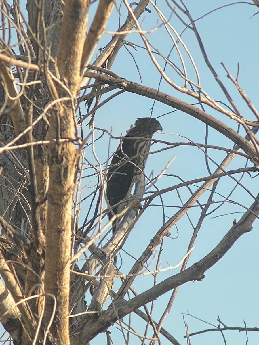 Cooper's Hawk - ML643148517