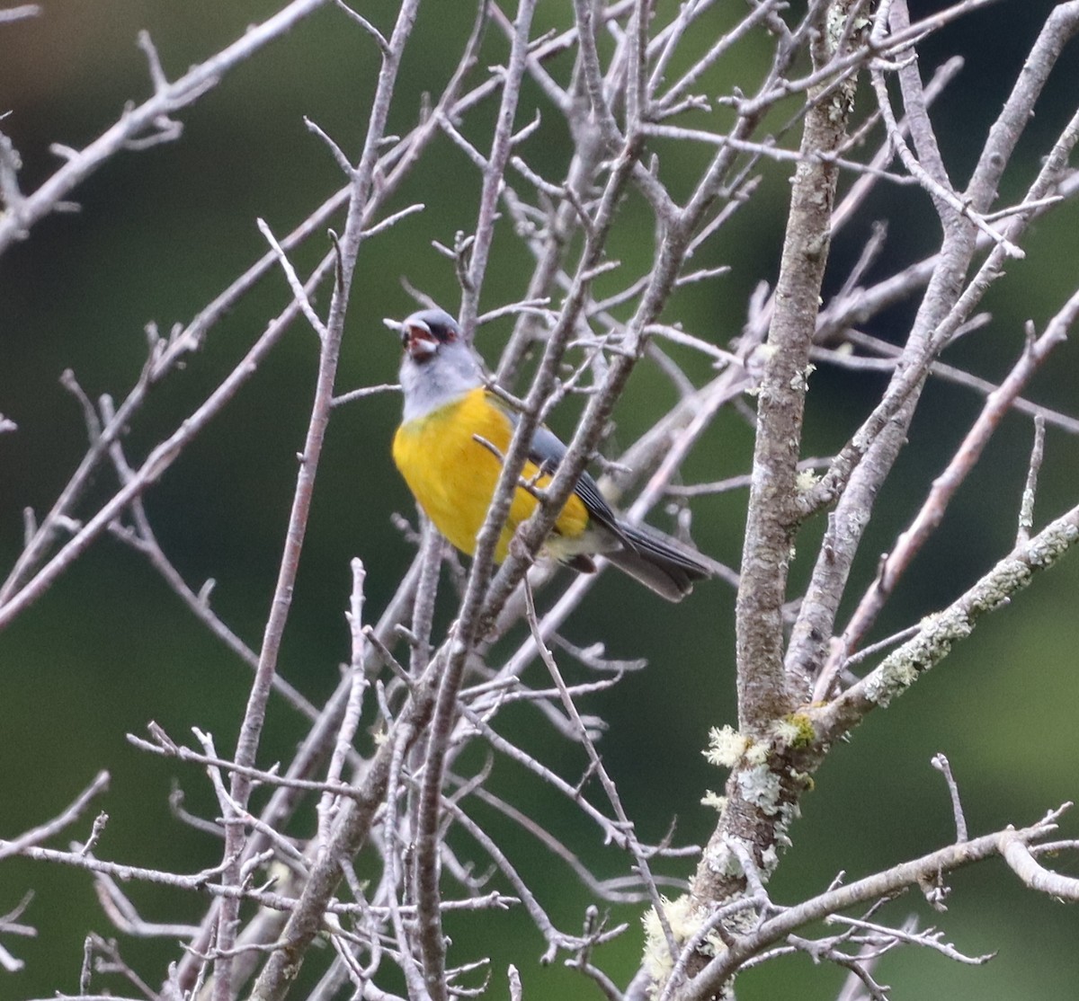 Patagonian Sierra Finch - ML643148521
