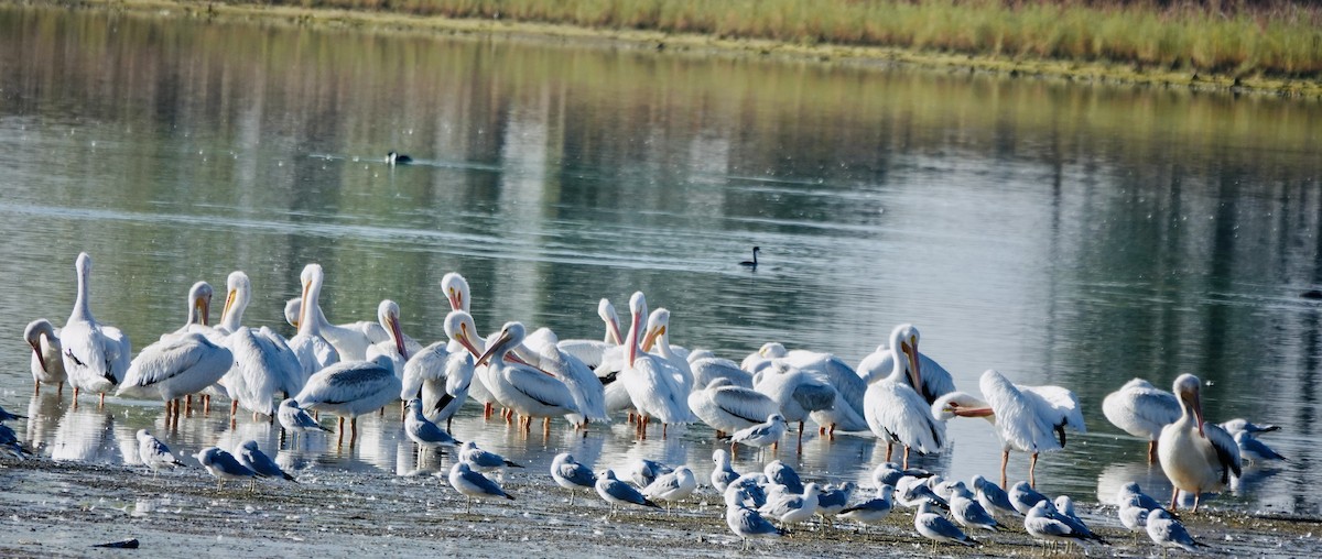 American White Pelican - ML643148547