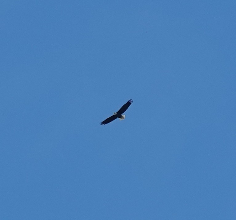 Bald Eagle - ML643148582
