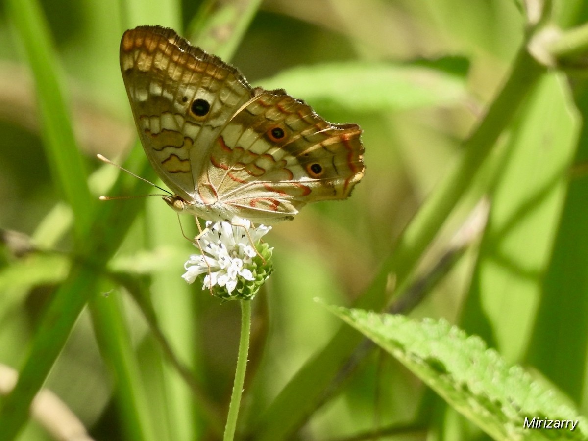 Insects - ML643148589