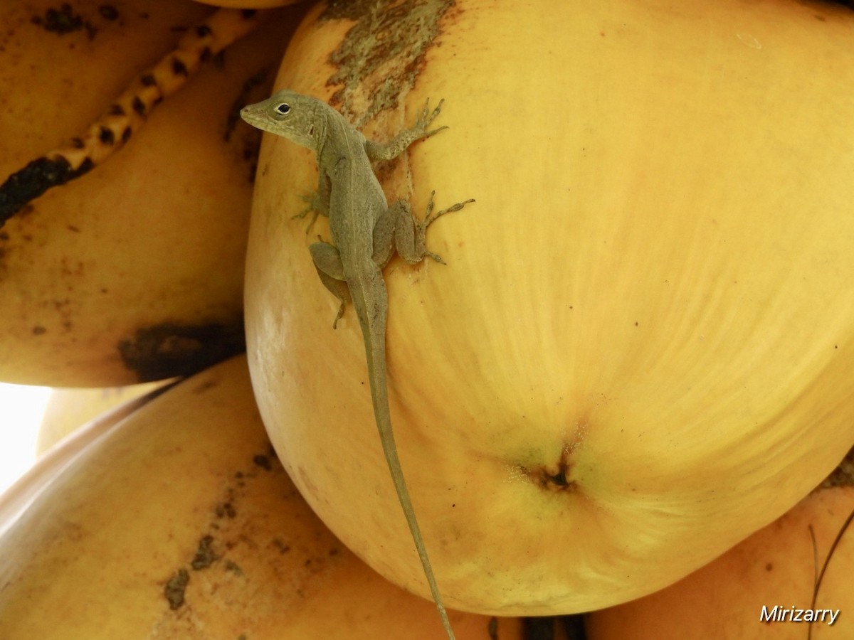 Reptiles - ML643148590