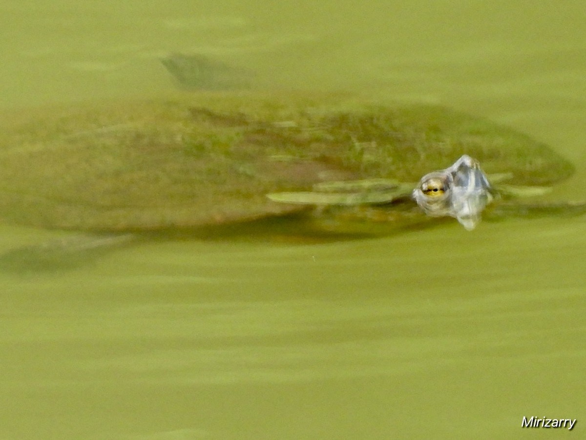 Reptiles - ML643148591