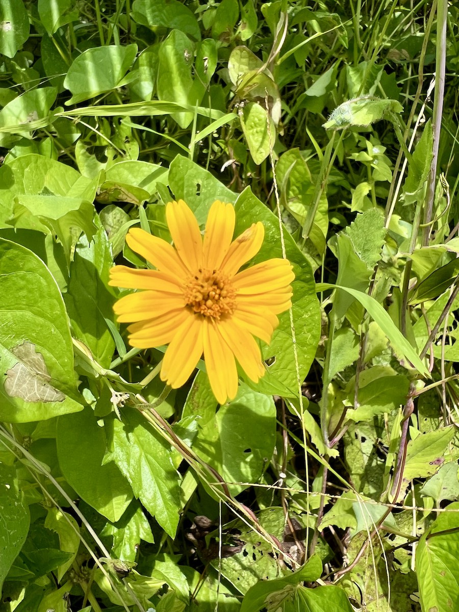 Animals - ML643148592