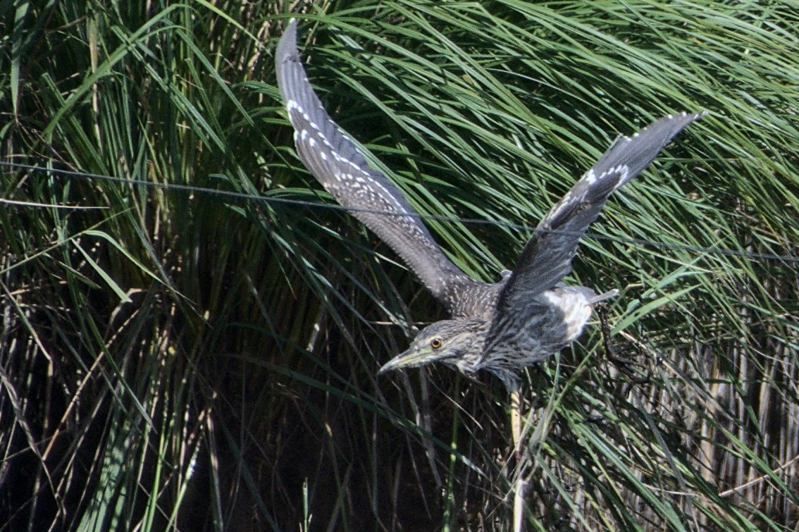 Black-crowned Night Heron - ML643148594