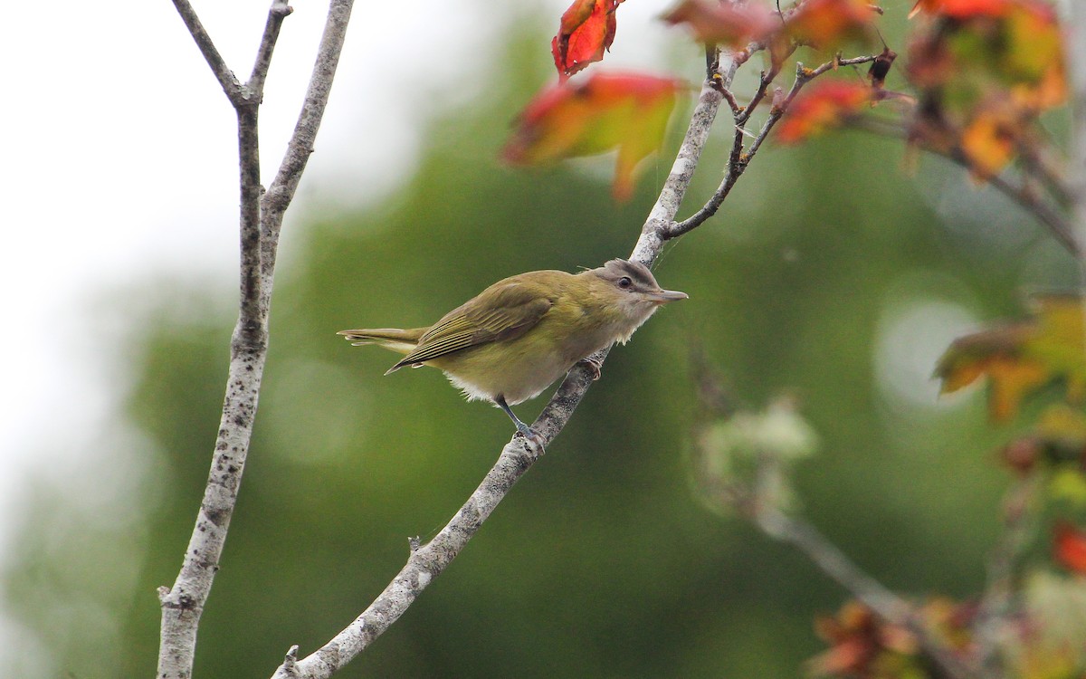 Yellow-green Vireo - ML643148604