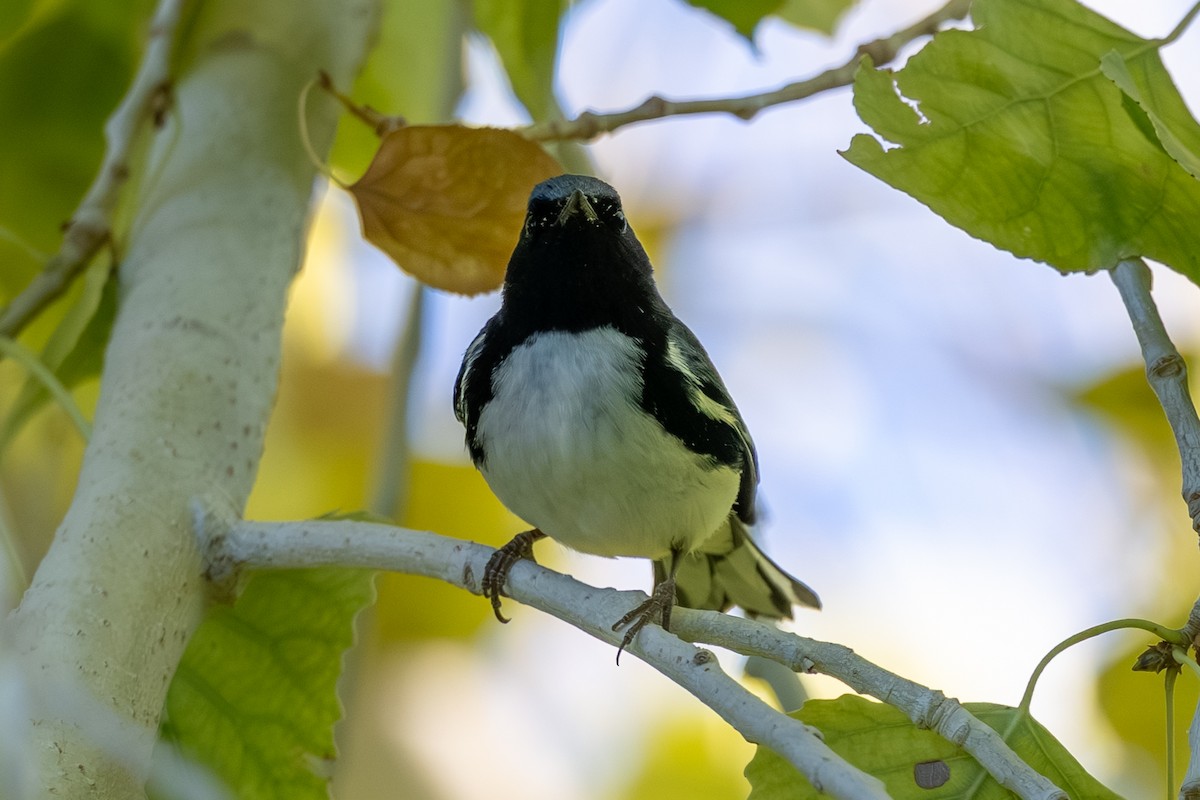 Black-throated Blue Warbler - ML643148612