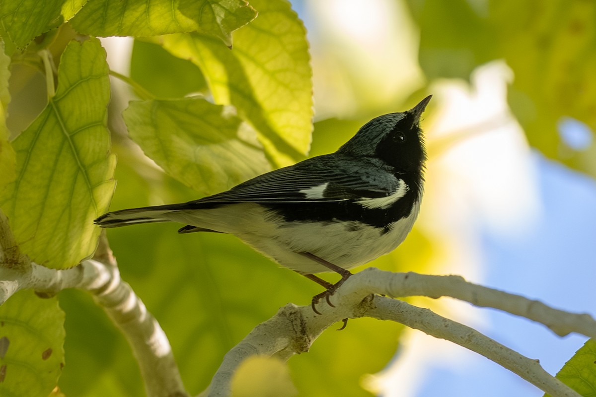 Black-throated Blue Warbler - ML643148623