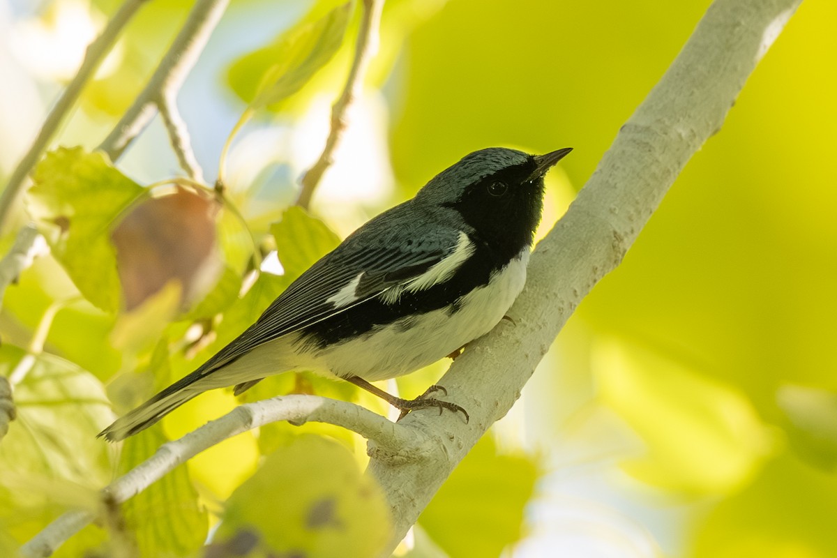 Black-throated Blue Warbler - ML643148629