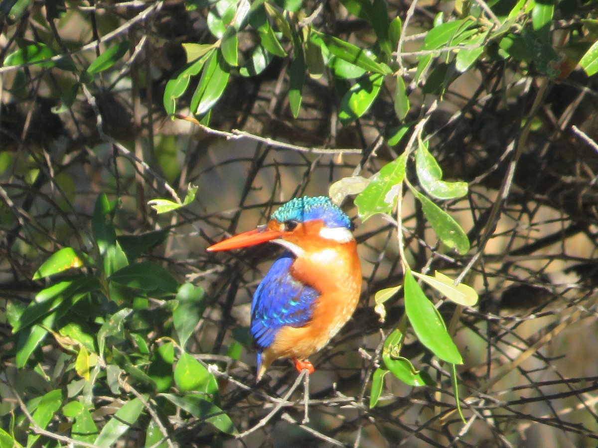 Malachite Kingfisher - ML643148635