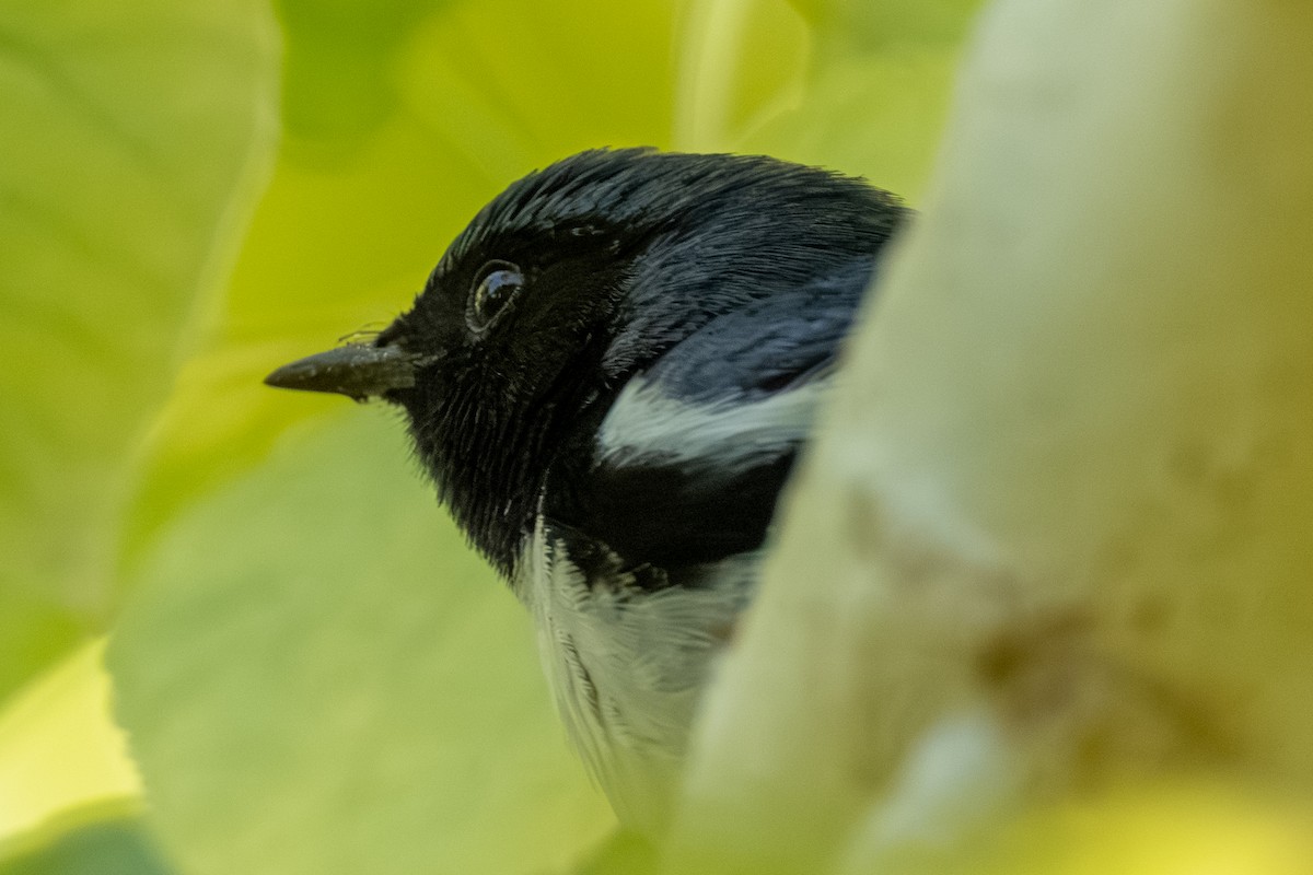 Black-throated Blue Warbler - ML643148637