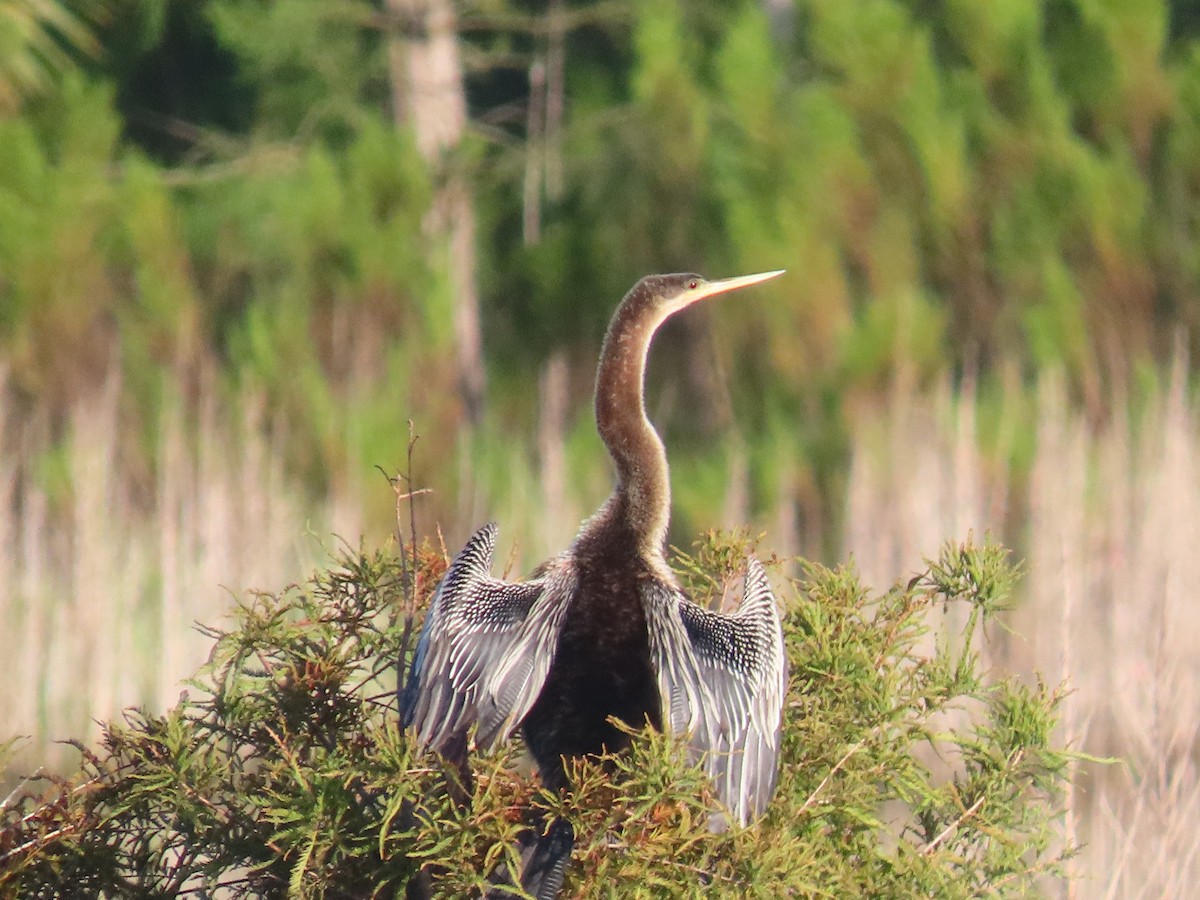 Anhinga - ML643148653
