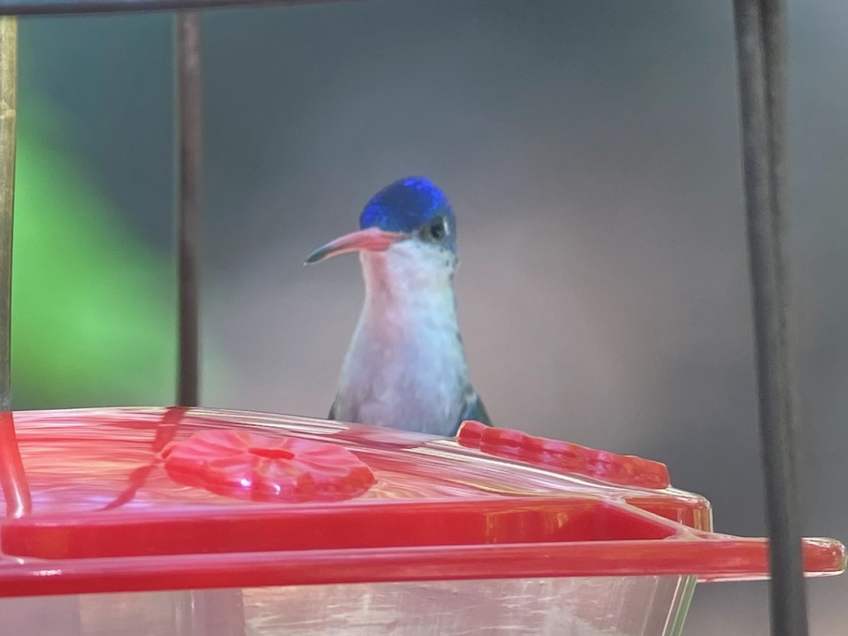 Violet-crowned Hummingbird - ML643148658