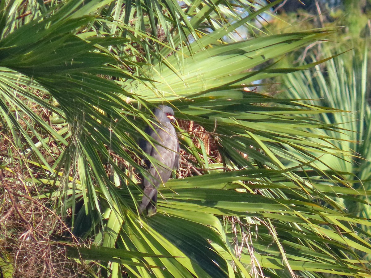 Snail Kite - ML643148674