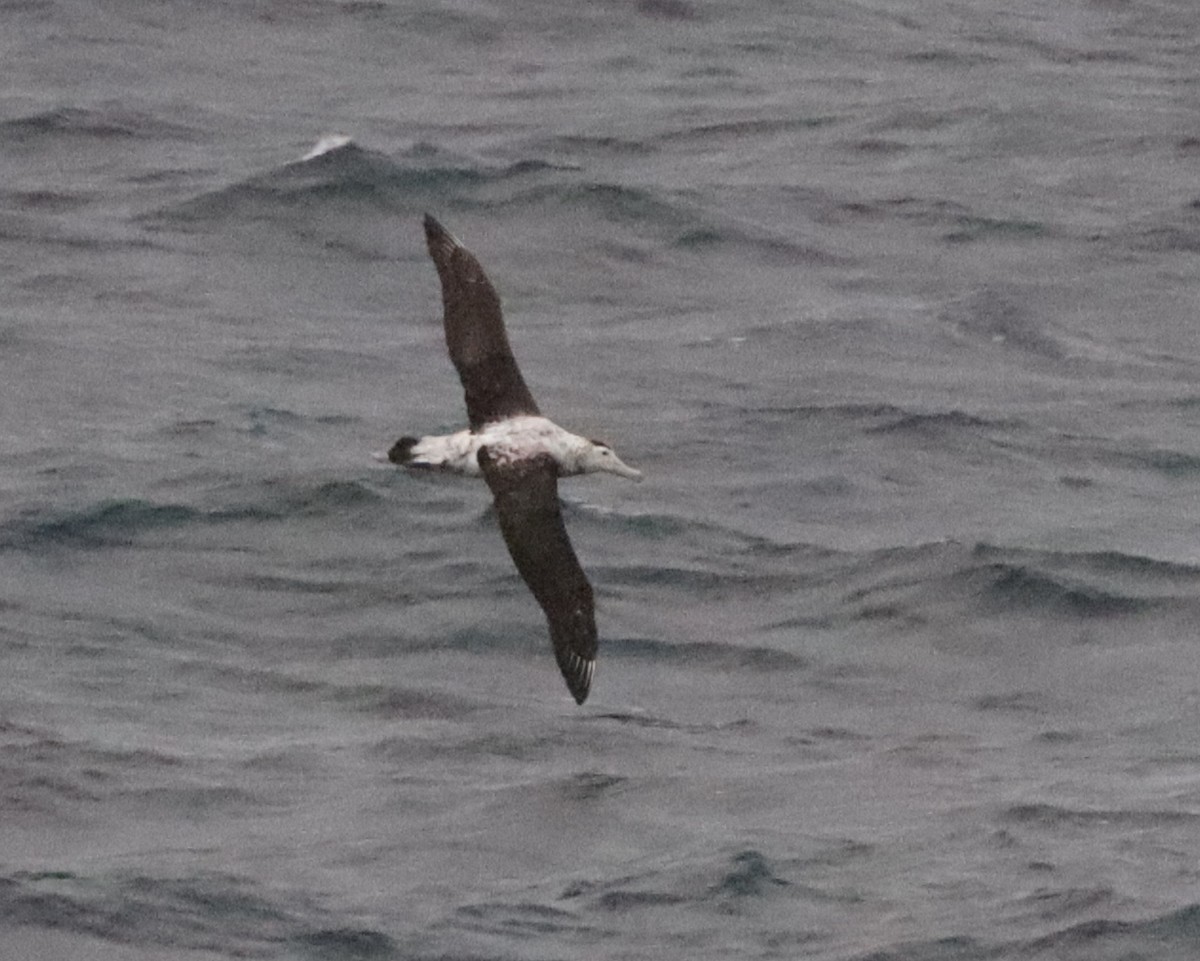Antipodean Albatross - ML643148685