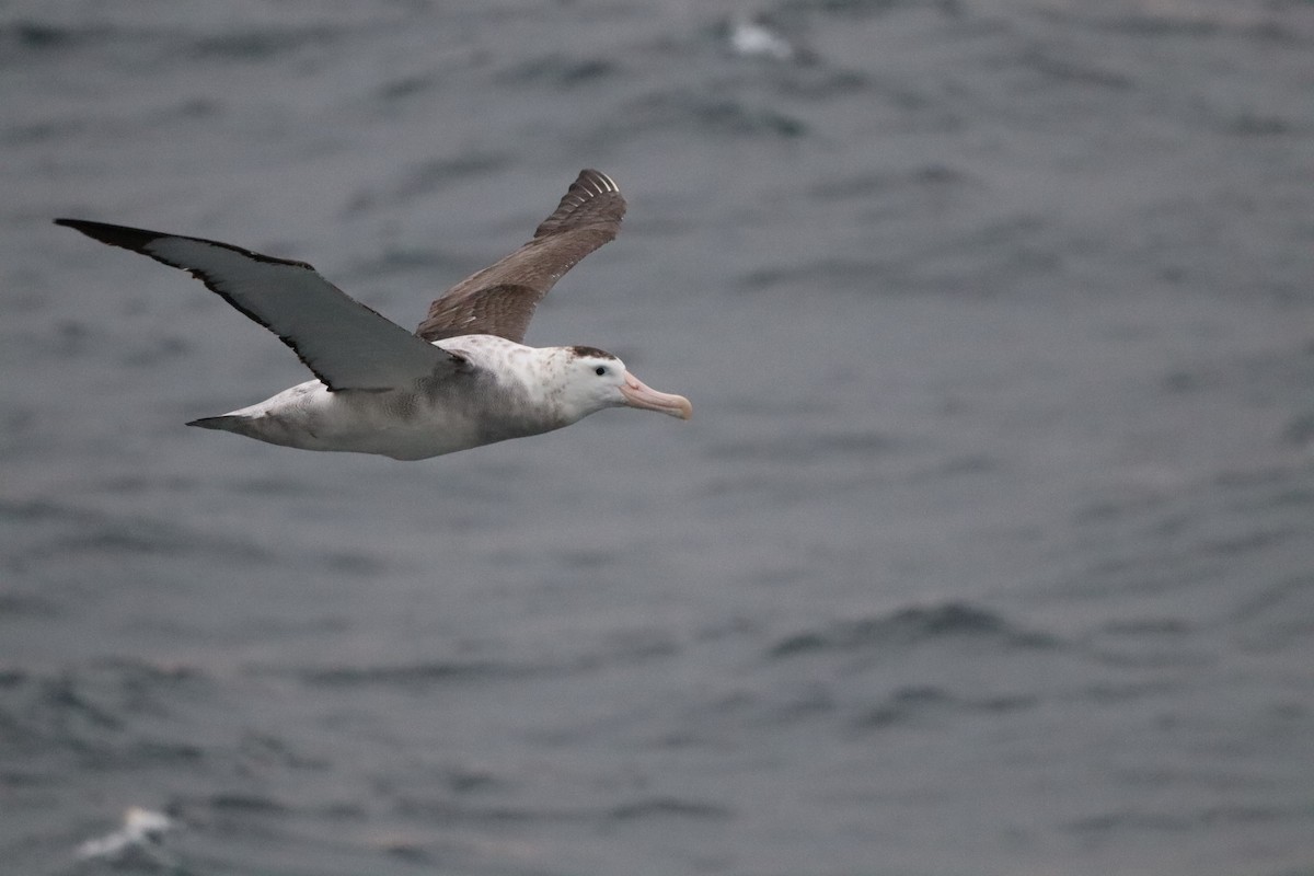Antipodean Albatross - ML643148694