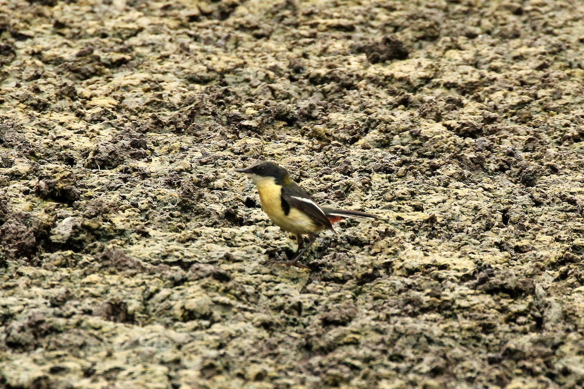 ゴシキタイランチョウ - ML643148698