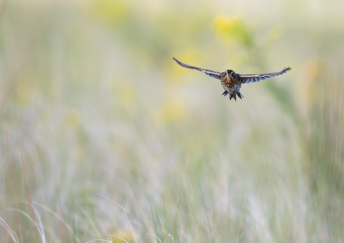 Saltmarsh Sparrow - ML643148742