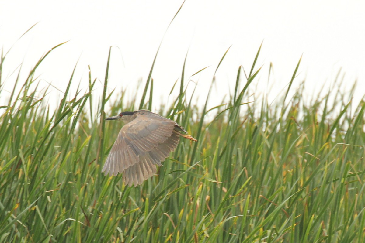Black-crowned Night Heron - ML643148763