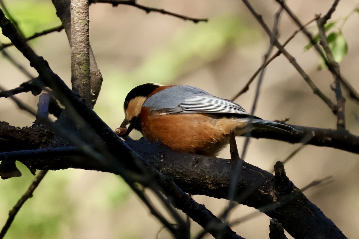 Varied Tit - ML643148815