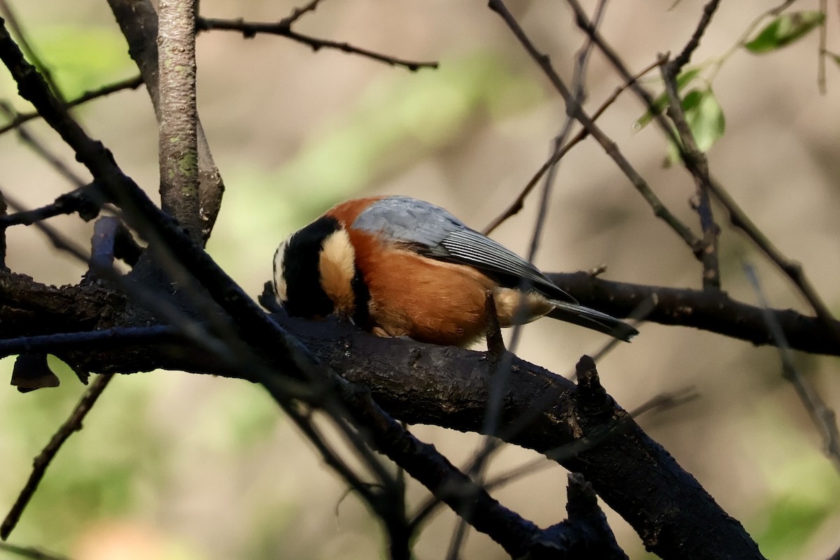 Varied Tit - ML643148816
