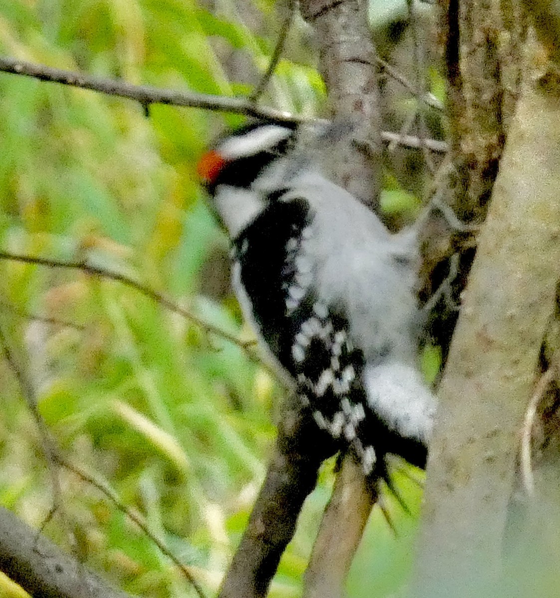 Downy Woodpecker - ML643148842