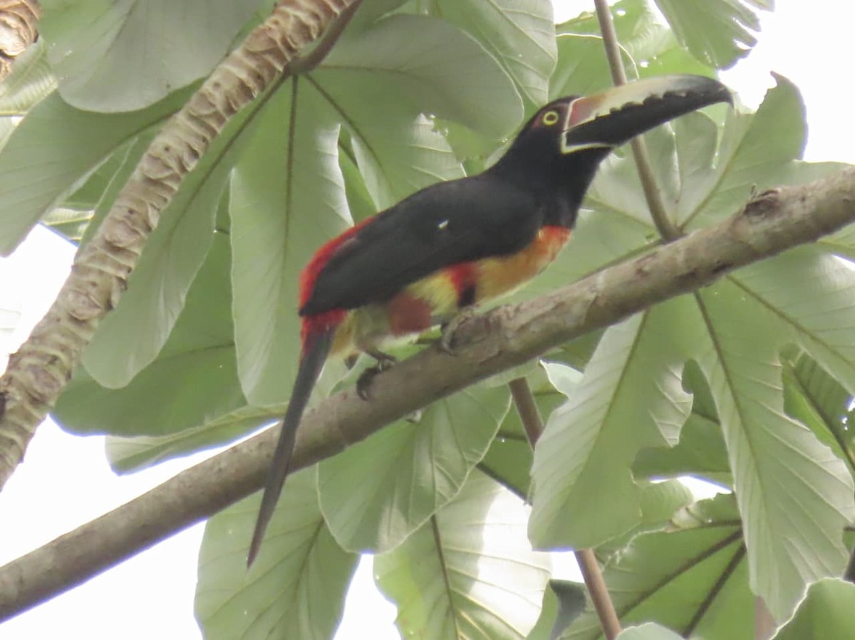 Collared Aracari - ML643148849