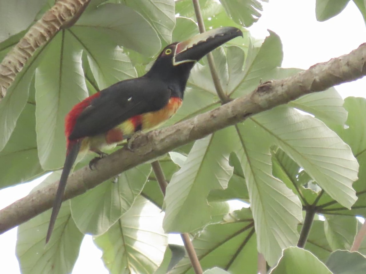 Collared Aracari - ML643148850