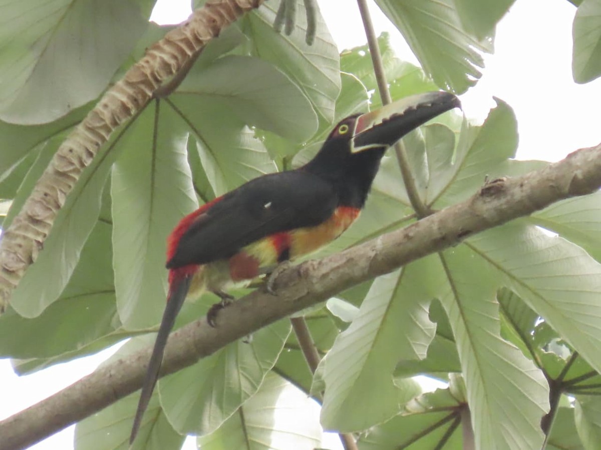 Collared Aracari - ML643148851