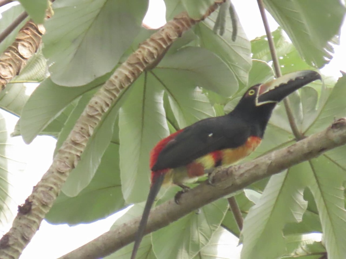 Collared Aracari - ML643148852