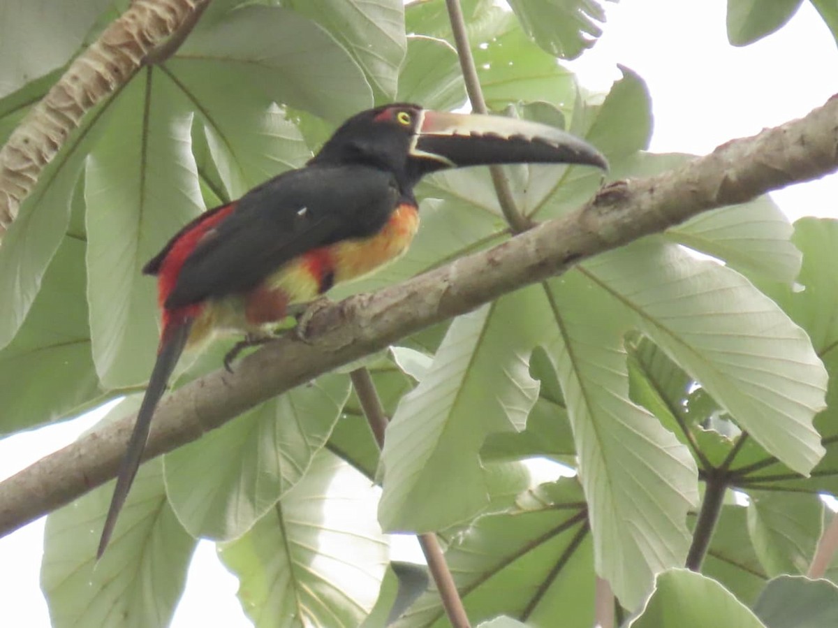 Collared Aracari - ML643148853