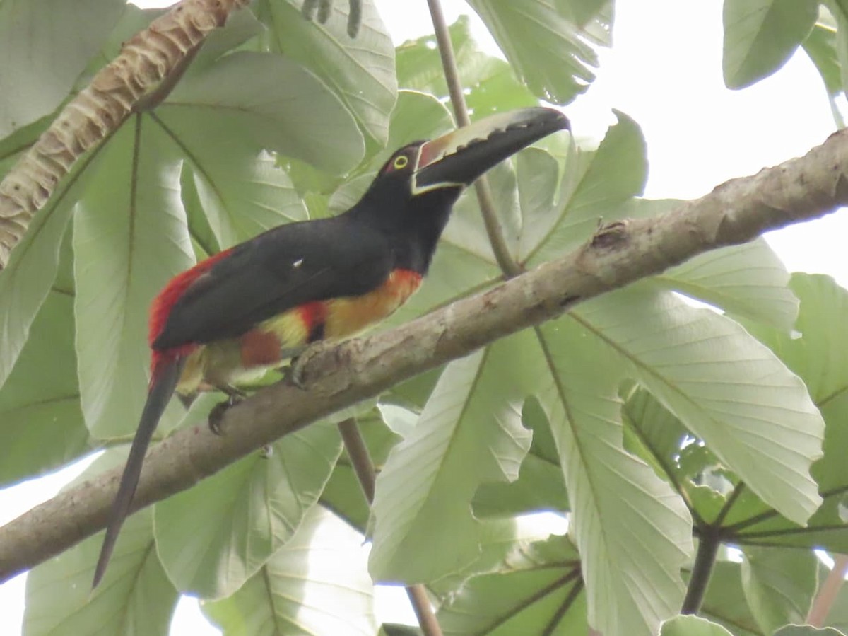 Collared Aracari - ML643148854