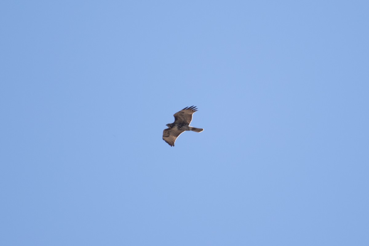 Red-tailed Hawk - ML643148891