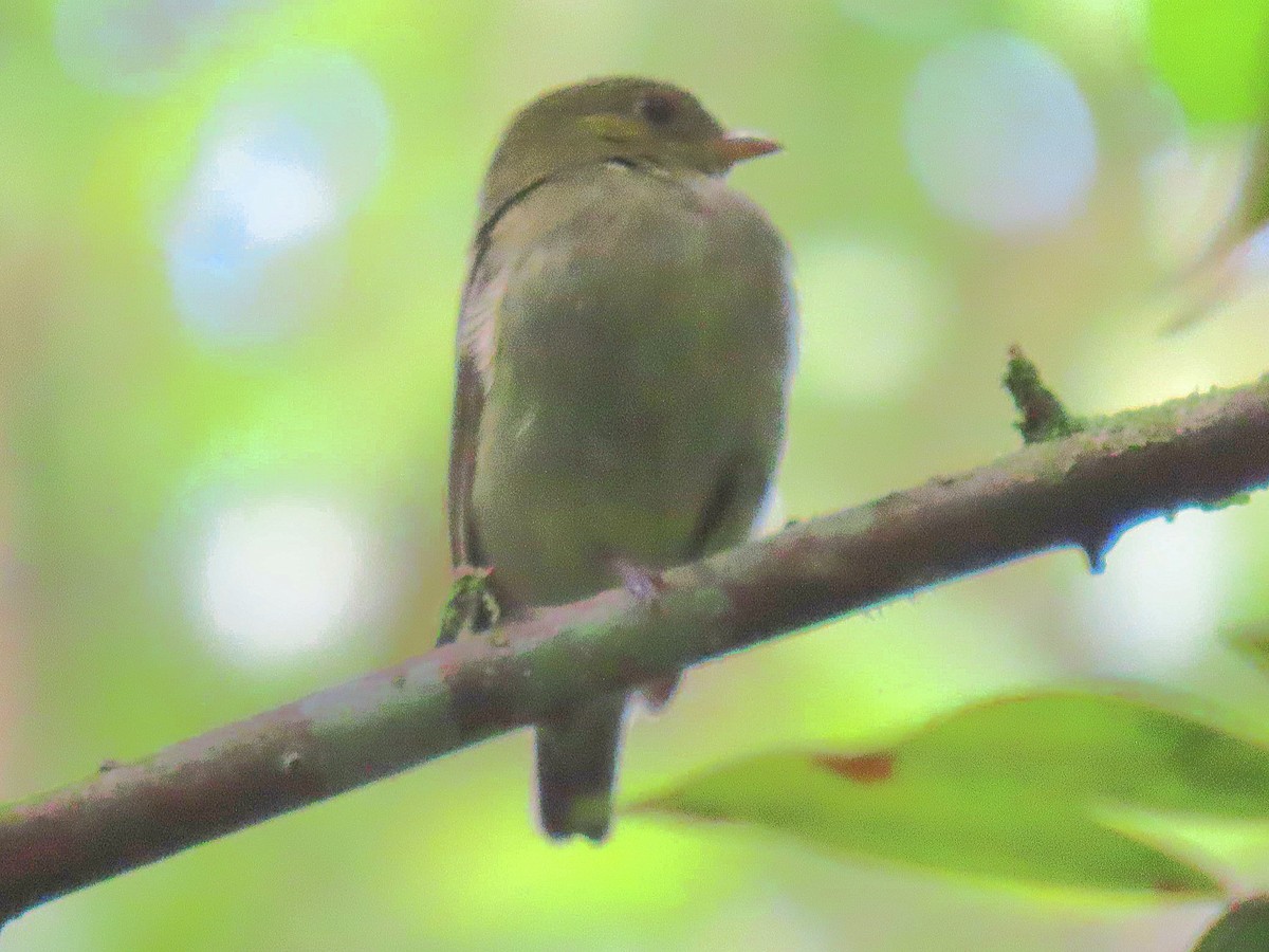 Manakin à cuisses jaunes - ML643148894