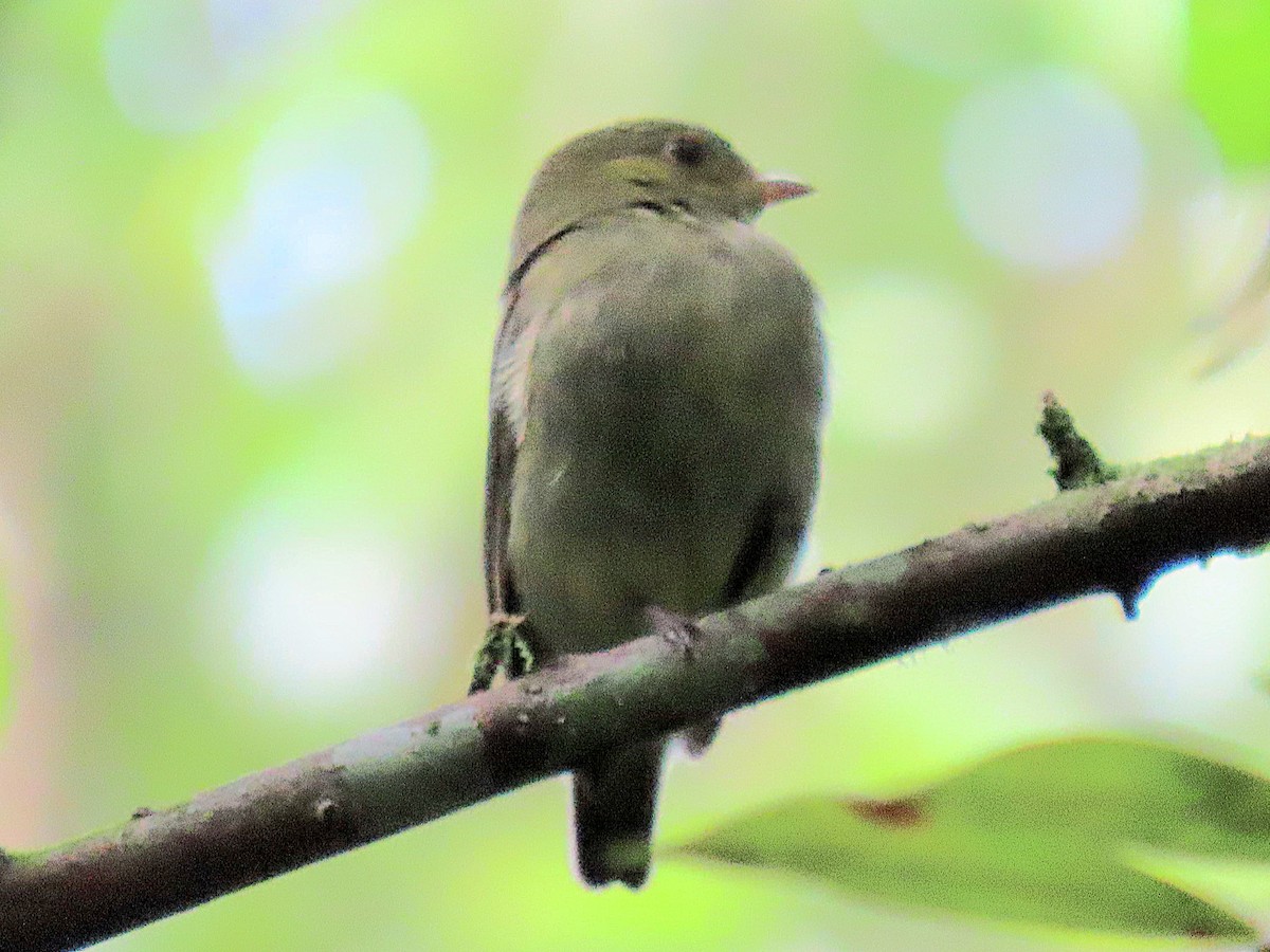 Manakin à cuisses jaunes - ML643148895