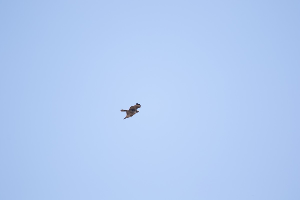 Red-tailed Hawk - ML643148897