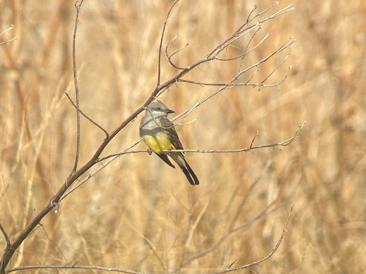 Western Kingbird - ML643148901