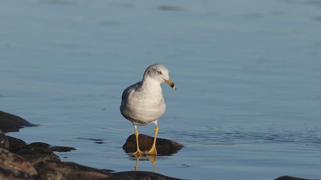 Ring-billed Gull - ML643148918