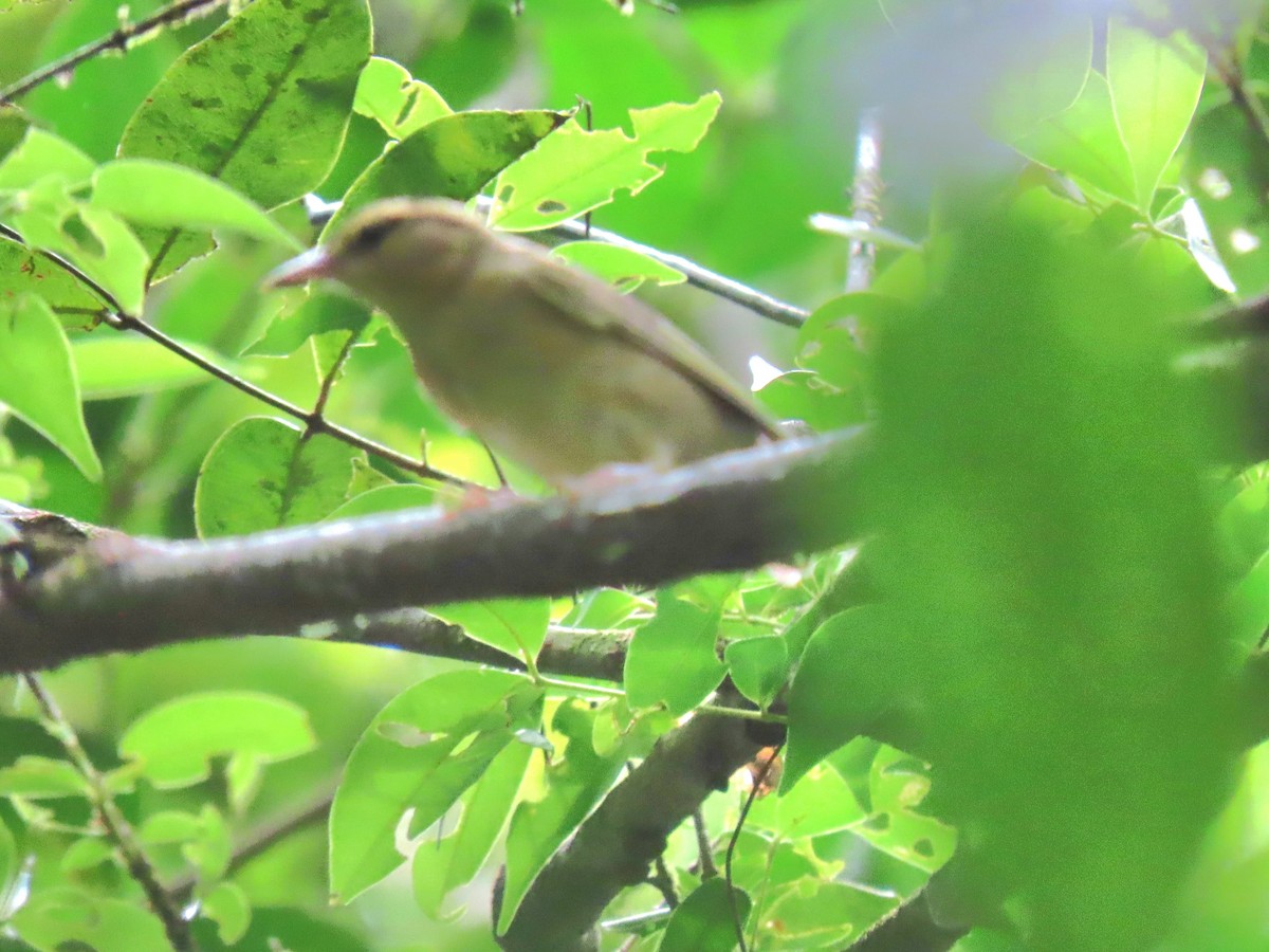 Worm-eating Warbler - ML643148922