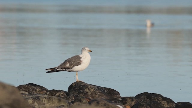 Lesser Black-backed Gull (graellsii) - ML643148925