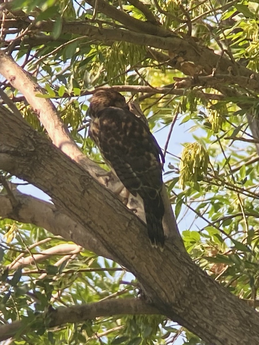 Gray Hawk - ML643148926