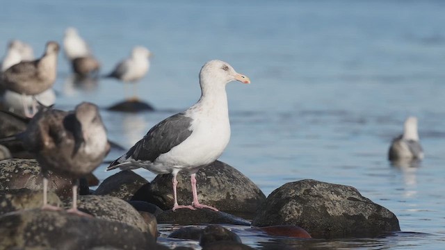 Slaty-backed Gull - ML643148936