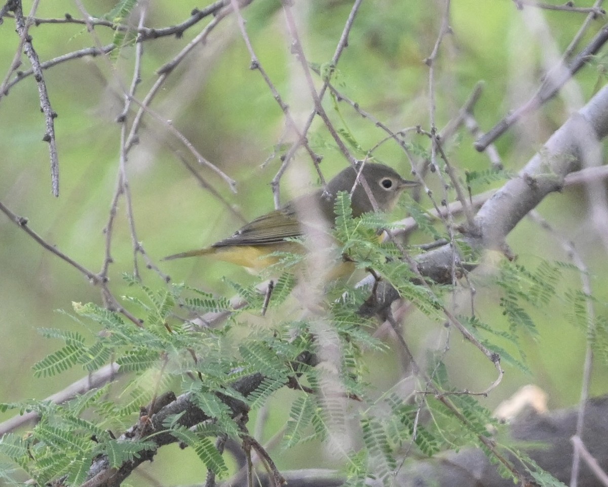 Nashville Warbler - ML643148959