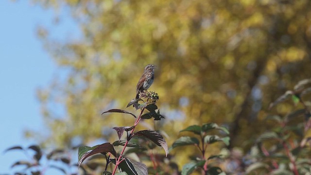 Song Sparrow (rufina Group) - ML643148969