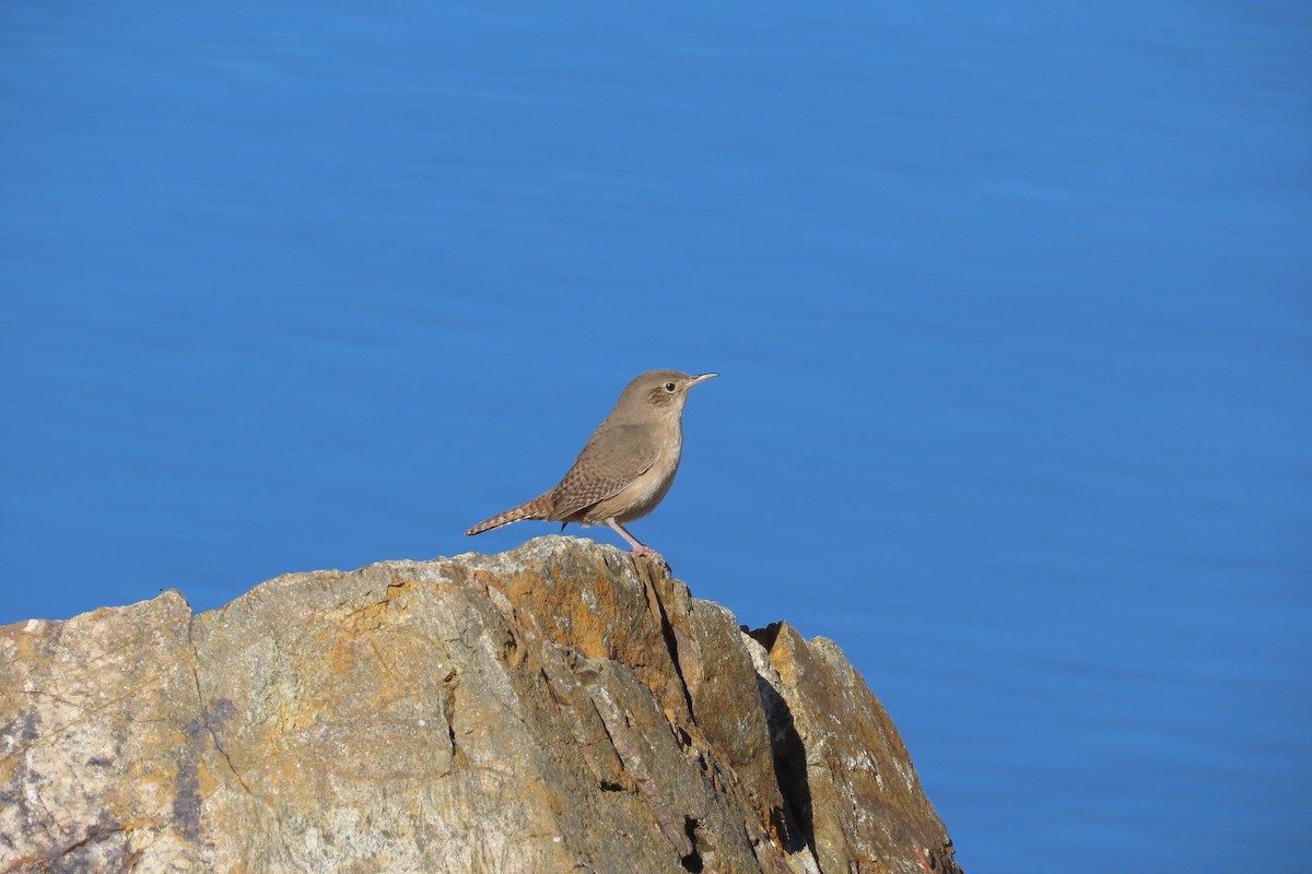 Southern House Wren - ML643148973