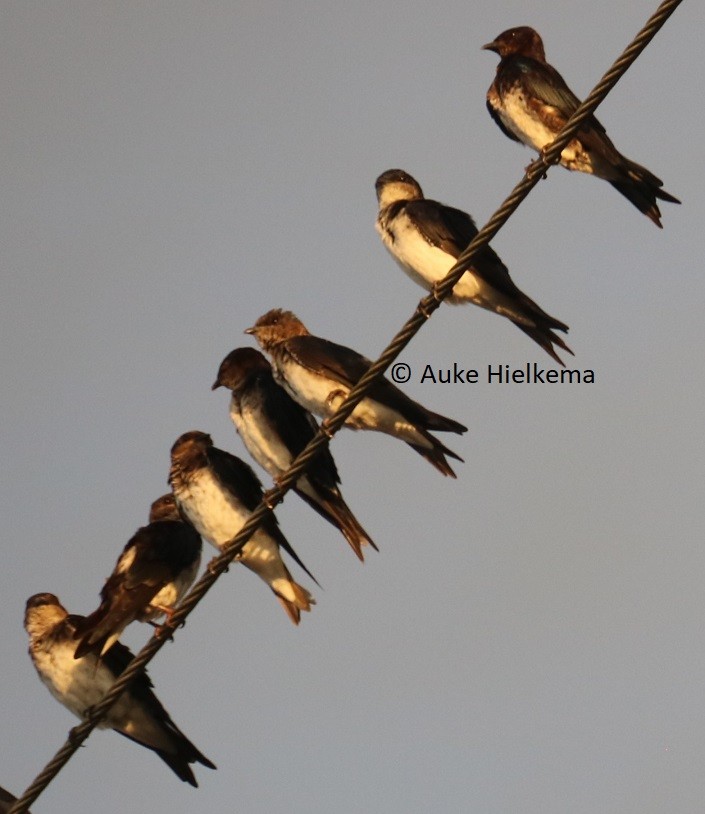 Brown-chested Martin - ML643148975
