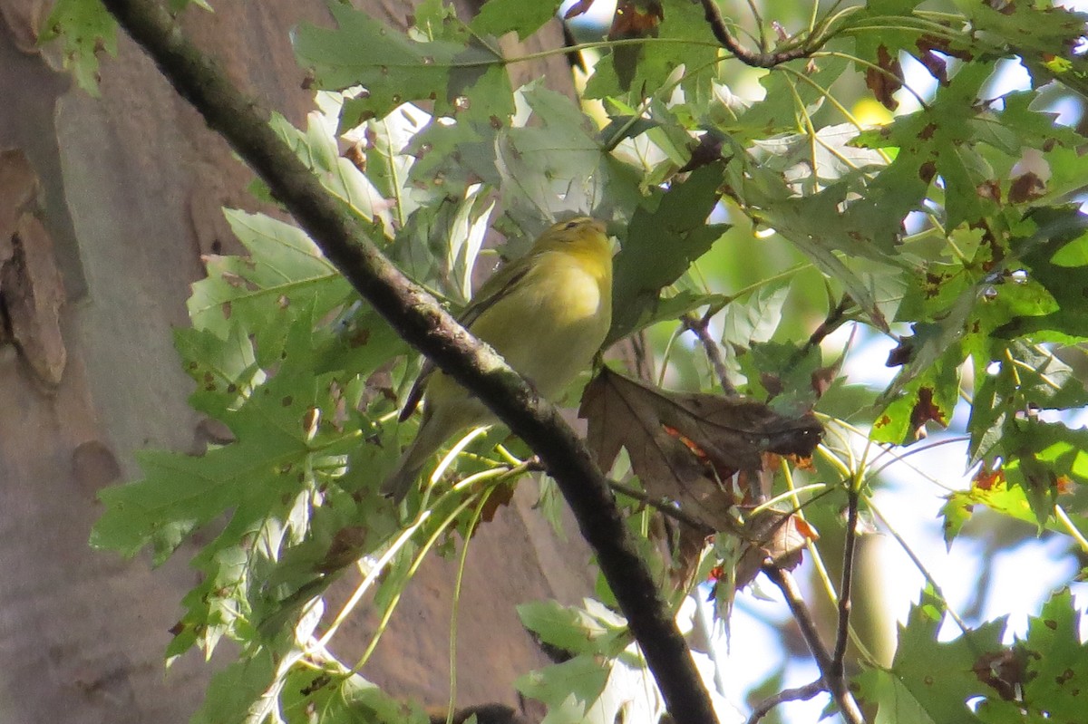 møllparula - ML643148999