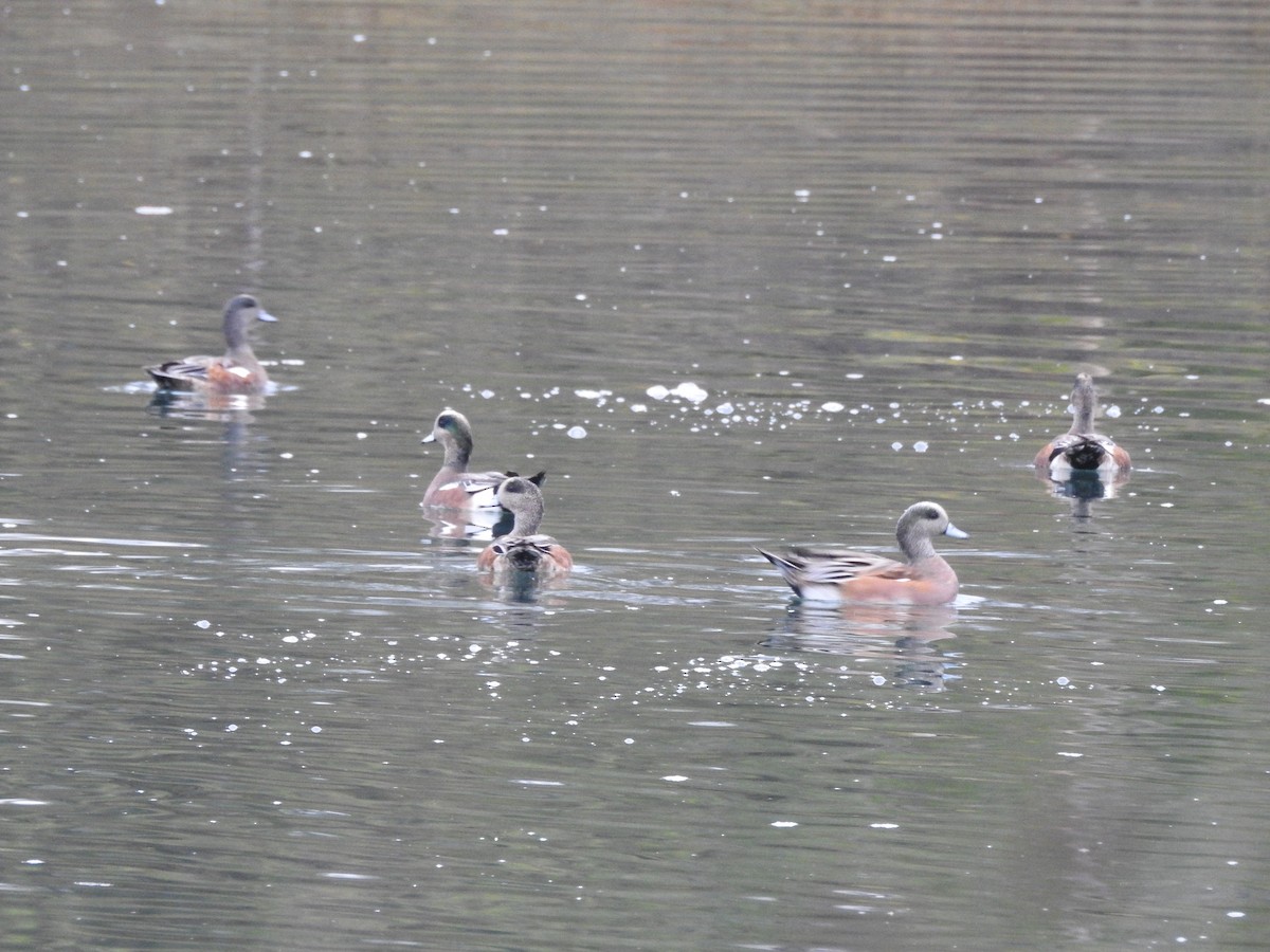 American Wigeon - ML643149007