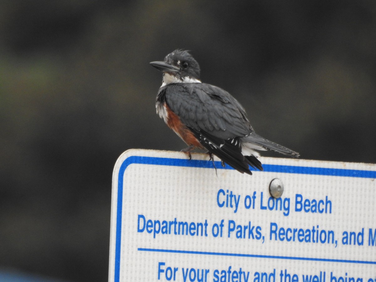 Belted Kingfisher - ML643149027